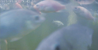 Die Fische im CubeOne - September, 24 °C Wassertemperatur - Wohlfühlparadies.